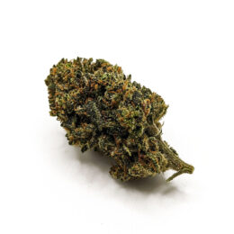 fleur-lemon-pop-stv10-john-lemon